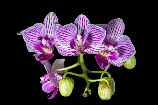 Фаленопсис Орхидея Цветами Черном Фоне — стоковое фото