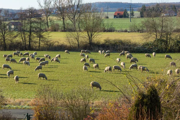 a flock of sheep in the pasture in winter