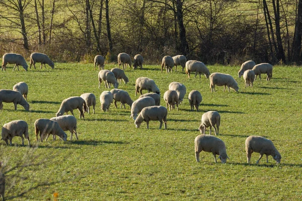 Háziasított Juh Legelőn — Stock Fotó