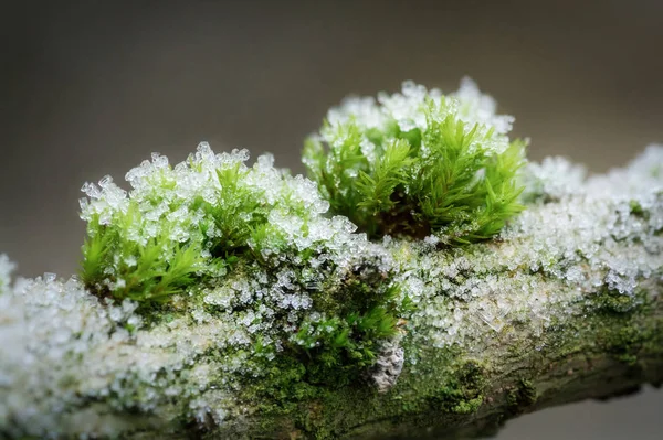 Moss Winter Branch — Stock Photo, Image