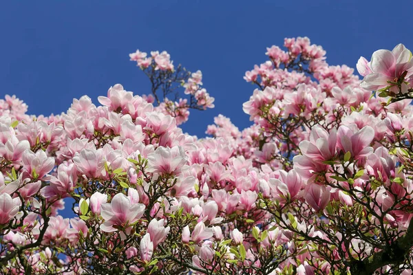Manolya Çiçekleri Bahar Çiçekleri — Stok fotoğraf
