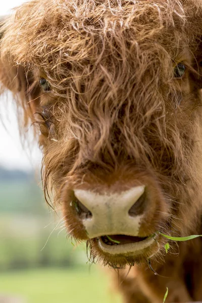 苏格兰高地牧场上的牛肉 — 图库照片