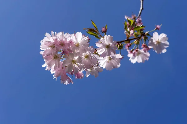 Fleurs Cerisier Arbre Printemps Fleurs Sur Les Branches — Photo