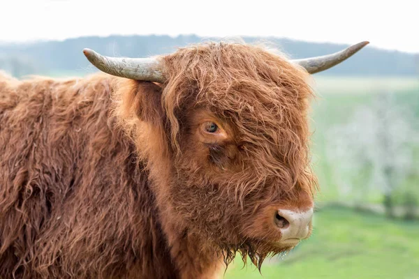 Scottish Highland Nötkött Betesmark — Stockfoto