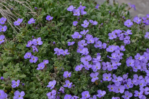 Piękny Botaniczny Strzał Naturalna Tapeta — Zdjęcie stockowe