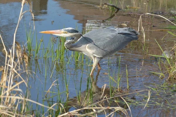 池で狩りをする灰色のサギ — ストック写真