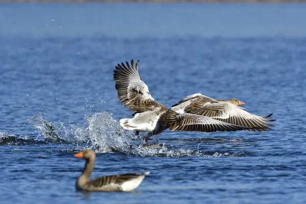 Vacker Utsikt Över Vackra Graugans Fåglar Naturen — Stockfoto