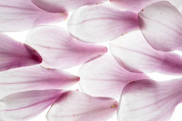 Magnolia Bloesem Bloemen Het Voorjaar — Stockfoto