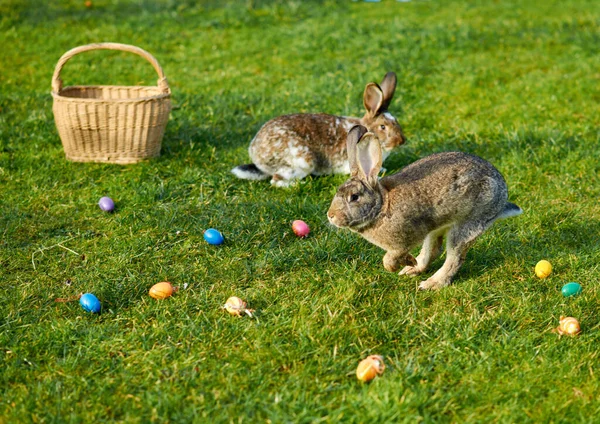 Vacanza Concetto Colorato Felice Auguri Pasquali — Foto Stock