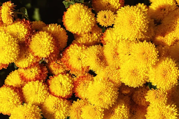 Flores Crisantemo Amarillo Brillante Aire Libre Muchas Flores Como Fondo — Foto de Stock