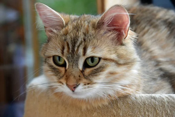 Siberiano Floresta Gato Gato Animal Estimação Glatt Cabeça Jovem Jovem — Fotografia de Stock