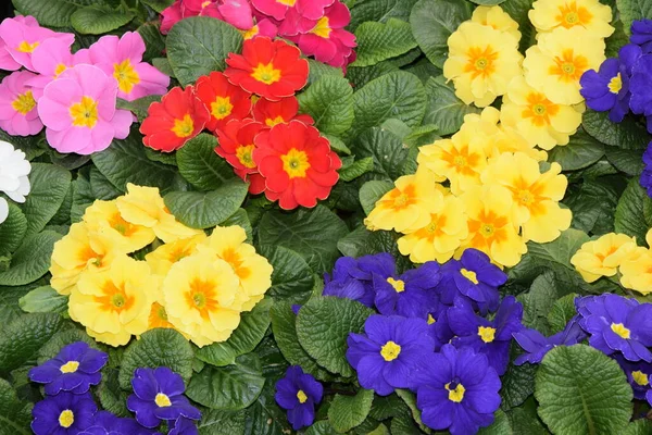 Primeln Blumen Flora Und Blütenblätter — Stockfoto