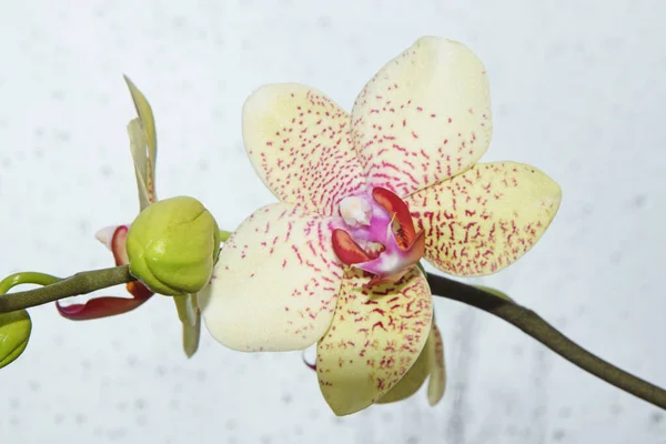 Phalaenopsis Orchidee Orchideeën Knapperig Bloesem Bloem Sieraad Kamerbloem Natuurlijk Plant — Stockfoto