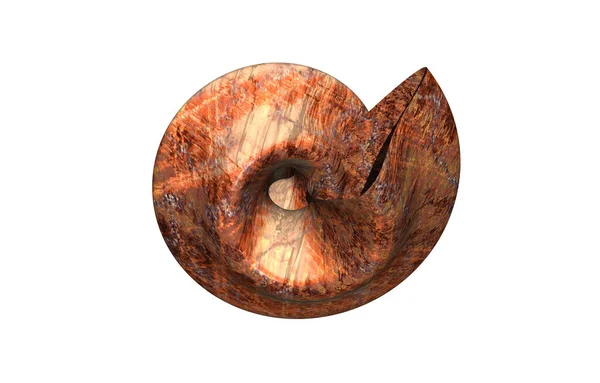 Otoczka Ślimaka Spirala Bezkręgowca — Zdjęcie stockowe