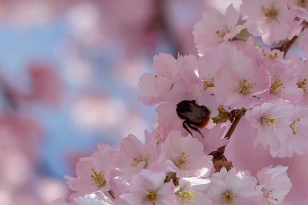 Kirschblüten Frühlingsbaum Blumen Auf Ästen — Stockfoto