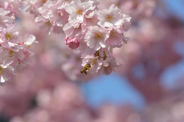 일본의 벚꽃에 — 스톡 사진