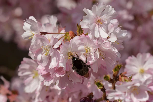 Frühlingsflora Kirschblüte Blumen Blühen — Stockfoto