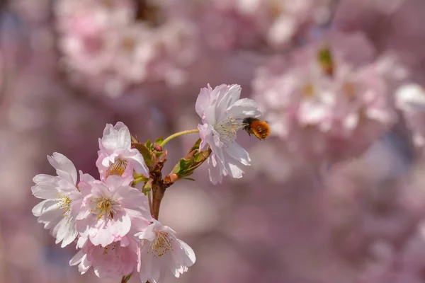 Frühlingsflora Kirschblüte Blumen Blühen — Stockfoto