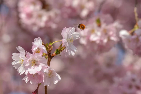 Fiori Ciliegio Sui Rami Degli Alberi Fiore Primaverile — Foto Stock