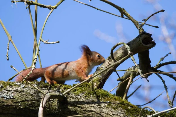 Wiewiórki Zwierząt Flory Fauny — Zdjęcie stockowe
