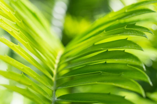 Verlicht Palmblad Zonlicht Stock Foto Achtergrond Met Selectief Focuspunt Ondiepe — Stockfoto