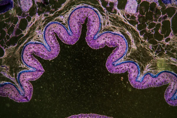 Абстрактные Поверхности Микробиологические Клетки — стоковое фото