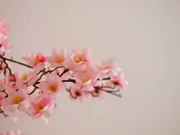 Bloom Spring Blooming Flowers Tree Branches — Stock Photo, Image