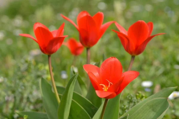 Blooming Tulips Spring Flowers — Stock Photo, Image