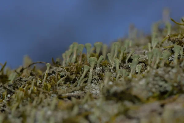 Mini Mushrooms Tree Trunk — Stock Photo, Image