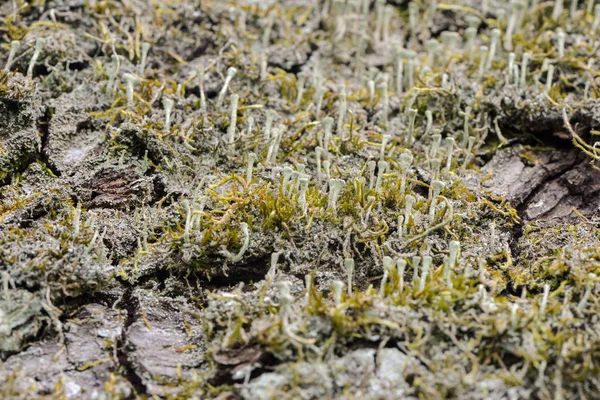 Mini Funghi Sul Tronco Dell Albero — Foto Stock