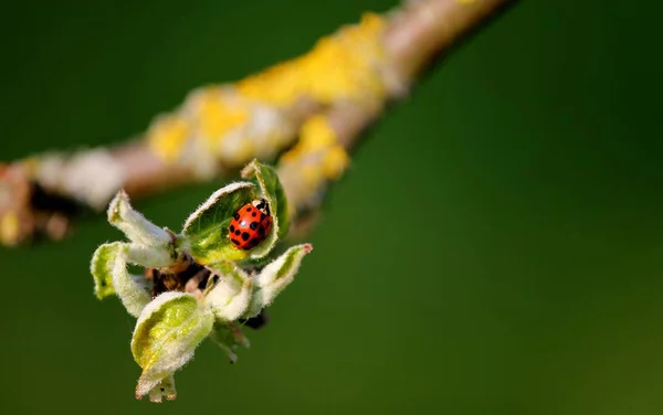 Ladybugs Rising Leaf Bud — Stock Photo, Image