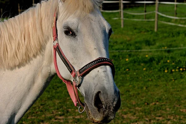 Cabeza Caballo Equitación Con Portero — Foto de Stock