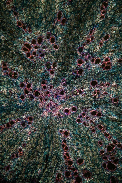 Корень Люцерны 100X — стоковое фото