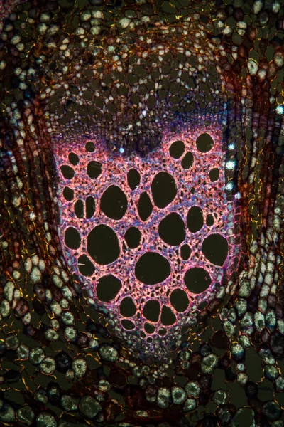 Macro Tiro Fundo Superfície Células Microscópicas — Fotografia de Stock