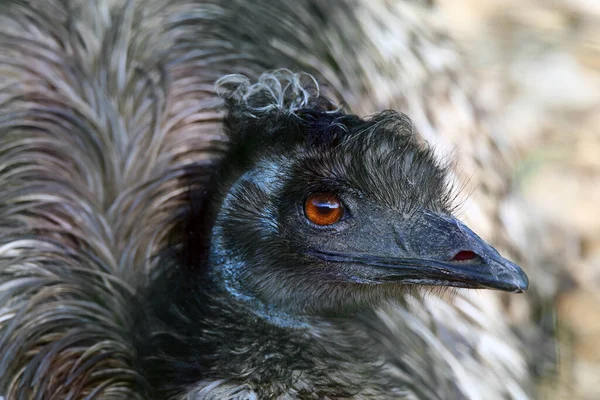 Estudo Cabeça Grande Emu Dromaius Novaehollandiae — Fotografia de Stock