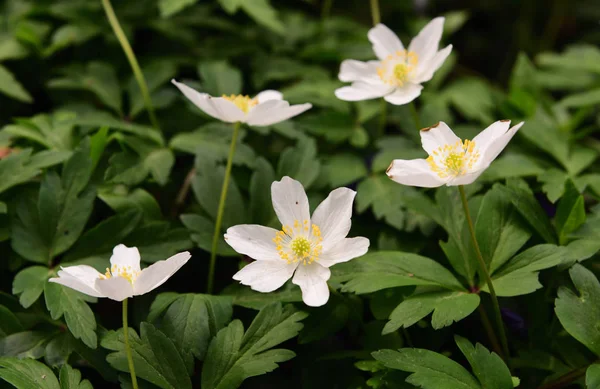 the wind oily (anemone) form a plant genus in the family of rooster foot plants (ranunculaceae). this genus includes around 150 species,which are mainly native to the northern hemisphere and are mainly located in the temperate zones of asia.