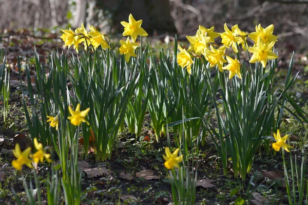 Gelbe Frühlingsblütenblätter Narzisse — Stockfoto