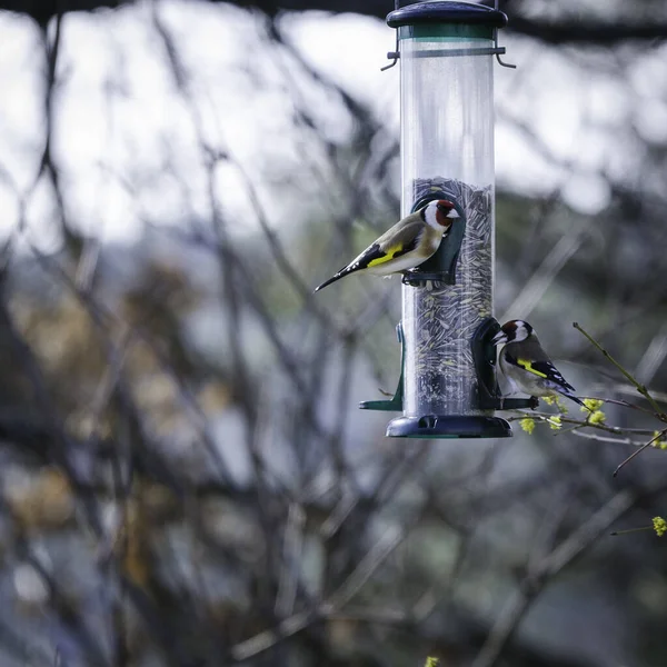 Zwei Kleine Hübsche Vögel Beobachten Und Essen Aus Dem Futter — Stockfoto