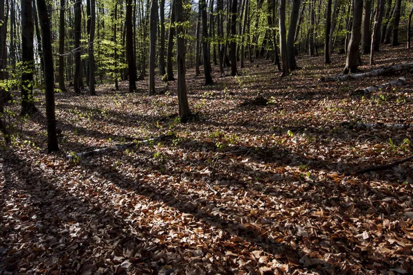 Zon Werpt Een Lange Schaduw — Stockfoto