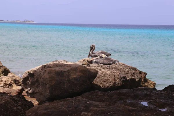 Pelikan Pelecanidae Ptak Morze Karaibskie Wybrzeże — Zdjęcie stockowe