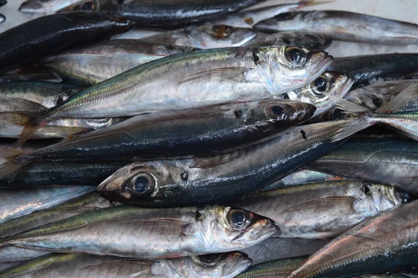 Sardines Een Berg Verse Sardines Vismarkt — Stockfoto
