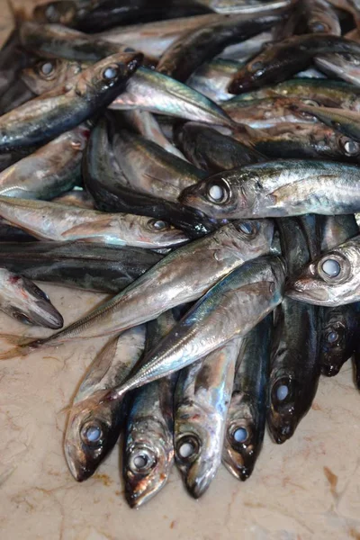 Sardines Een Berg Verse Sardines Vismarkt — Stockfoto