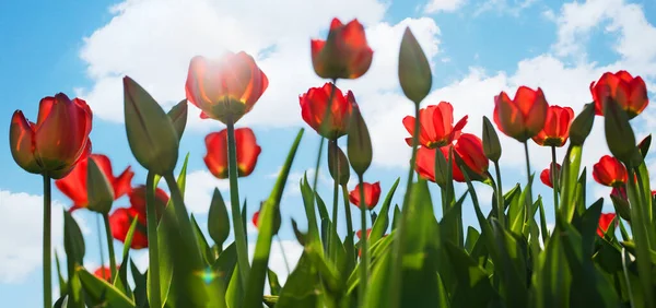 Tulip Blooming Flowers Nature Flora Tulips — Stock Photo, Image