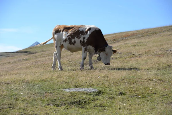 Vaca Animal Portador Escaramuza Pastoreo Leche Rindo Rindvieh Milkkuh Alpene — Foto de Stock