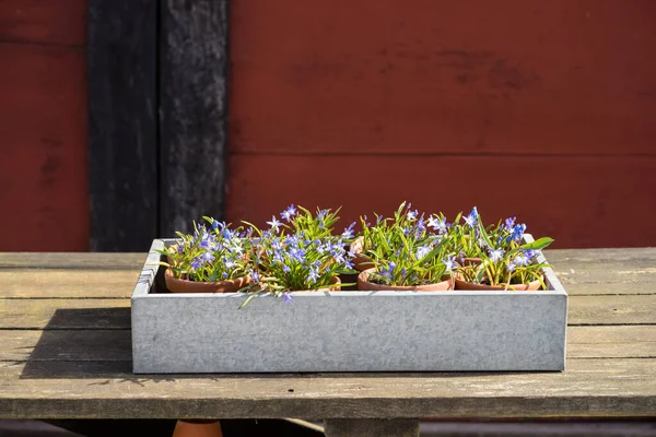 Ruhm Des Schnees Chionodoxa Eines Der Frühesten Anzeichen Für Den — Stockfoto