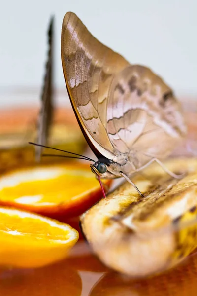 Closeup View Beautiful Colorful Butterfly — Stock Photo, Image