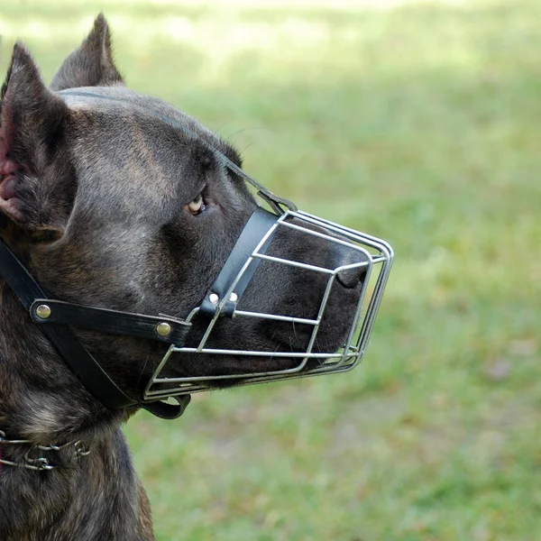 Tierporträt Des Hundes Mit Schnauze Auf Grünem Hintergrund — Stockfoto