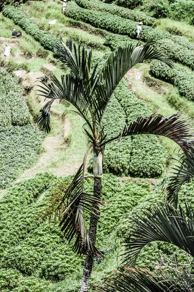 Grüne Reisterrassen Bali Indonesien Hdr Image — Stockfoto