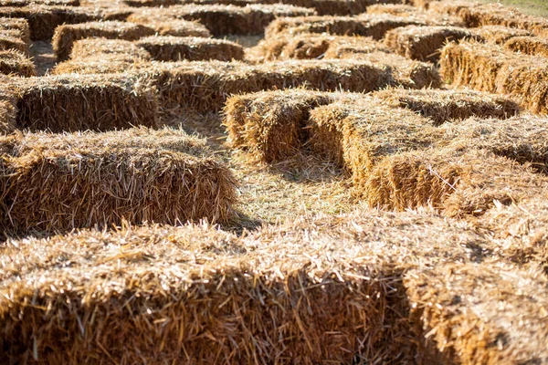Екологічно Чистий Тюків Сільськогосподарське Поле Пшениця Жовтий Золотий Урожай Влітку — стокове фото