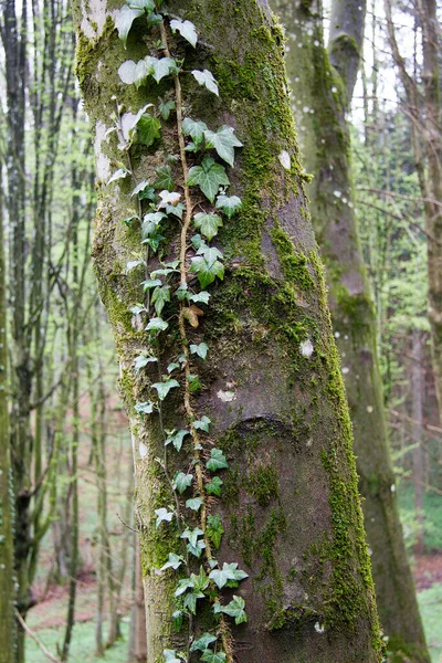 Árboles Con Hiedra Bosque Primavera Estiria — Foto de Stock